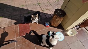 Котопозитив, огурцы, гортензии и воробьи!❤️
