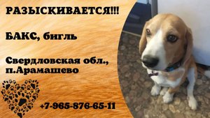 Пропала собака! БАКС. Бигль. Свердловская обл,  п. Арамашево