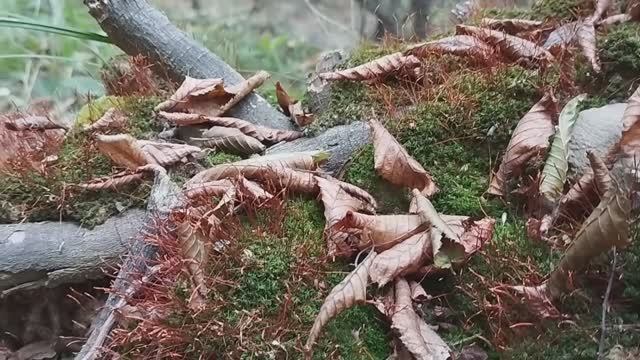 Релакс от природы - 6