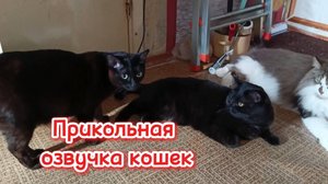 Кошки с озвучкой.