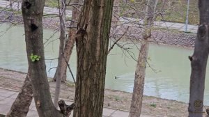 Дождливый март в Ташкенте