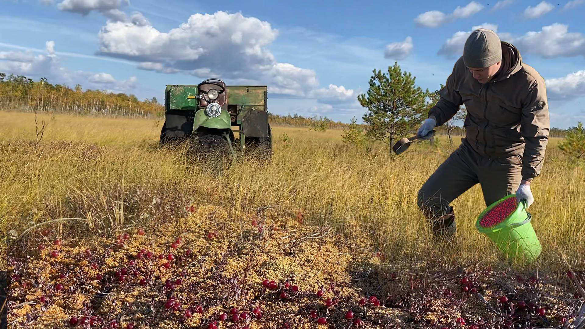 Колеса красные от клюквы.. Лоси на выстрел. Гребём ягоду вёдрами.