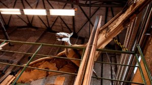 Загадку гибели детенышей птерозавров раскрыли спустя 150 млн лет