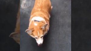 Видео от МЯУтаверс – как метавселенная, но с котами