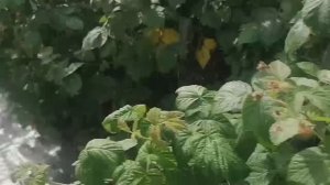 26 июля. Мой день. Малина.Рагу. Неожиданно дождь.....