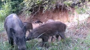 Кабанчики фото ловушка