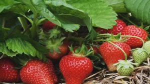 Что нужно сделать осенью, для хорошего урожая клубники