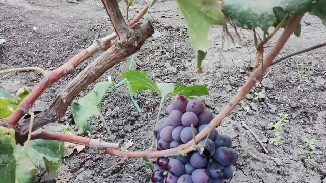 Мои прививки винограда 2025 год. смотреть онлайн