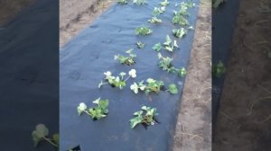 Сажаем клубнику.