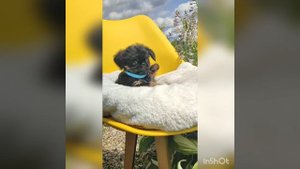 Ям-ям 💝💝💝бельгийский гриффон. Окрас черный с подпалом. Наш выпускник