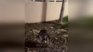 you laugh, you don't win