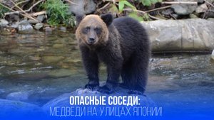 Япония на грани паники: медведи вышли из лесов и охотятся на людей — что происходит?