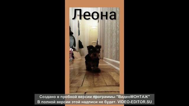 Леона