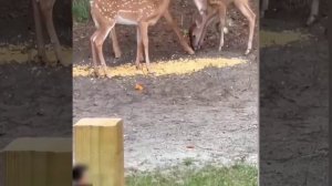 Основные моменты в комментариях, не являющиеся существенными