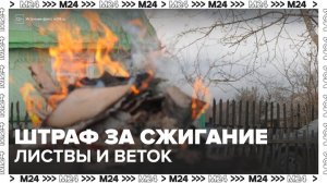 Юристы предупредили о штрафах за сжигание листвы и веток на дачных участках - Москва 24