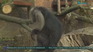 Новоселье у львинохвостых макак в Ленинградском зоопарке