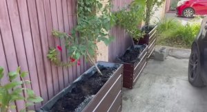 Наконец установила уличные клумбы.