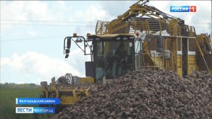 Белгородские аграрии убирают сахарную свеклу