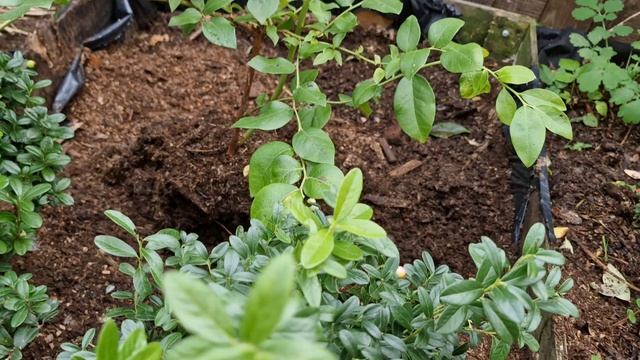 Посадка 3х-летнего куста голубики сорта Блюджей. смотреть онлайн