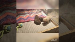 Жыкины малыши. 3недели