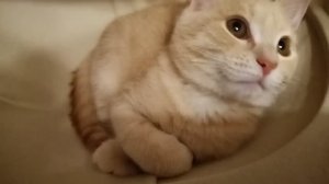 Наш котенок Милли