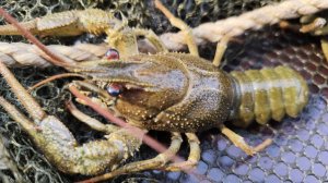 Раки осень 2025