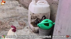 Цыплята и Курочки селяночки лучшие беспородные несушки 🥚 (329)