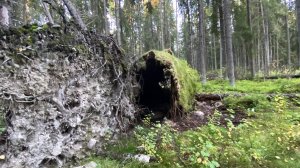 АСМР ШЕПОТ ПРОГУЛКА ПО ЛЕСУ - ВИДЕО НА ФОН ДЛЯ РАССЛАБЛЕНИЯ - АСМР СРЕДИ ДЕРЕВЬЕВ