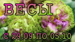 ВЕСЫ таро прогноз на неделю с 29 СЕНТЯБРЯ по 5 ОКТЯБРЯ 2025 года.