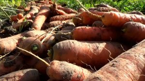 Сбор урожая моркови с дачной грядки. Сентябрь 2025 года