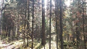 Странный летний день, случившийся осенью: о смартфонизации ума или почему смартфонщик мышь не увидит