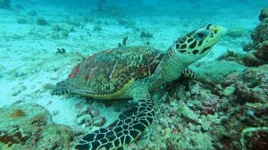 Черепаха ползает по дну. Мальдивы 2023 / Turtle crawling on the bottom. Maldives 2023