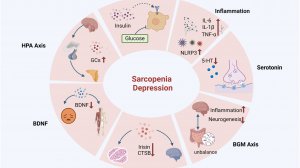 Депрессия и саркопения: порочный круг старения. Как мышцы и мозг связаны хр.воспалением и стрессом