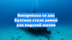 Боеприпасы со дна Балтики стали домом для морской жизни