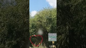 Гуранское хозяйство. Татьяна Ярош-Агапитова