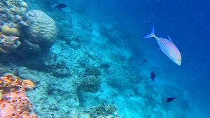 Мальдивы fihalhohi рыбки ч.7