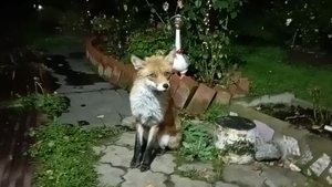 (1123) Лиса приходит в гости. Сентябрь 2025