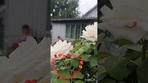 Розы. Татьяна Ярош-Агапитова