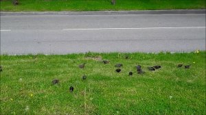 Как выглядит скворец