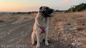 GAMPR TITAN УБЕР.НАШ ВЫПУСКНИК.ПОСМОТРИТЕ С КАКИМ БЛАГОРОДСТВОМ ОН ВЫПОЛНЯЕТ ВСЕ КОМАНДЫ#гампр#