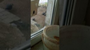 Синявка и остальные клювики