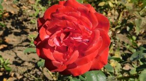 22==09==2025  ПВН  КМР   (172)