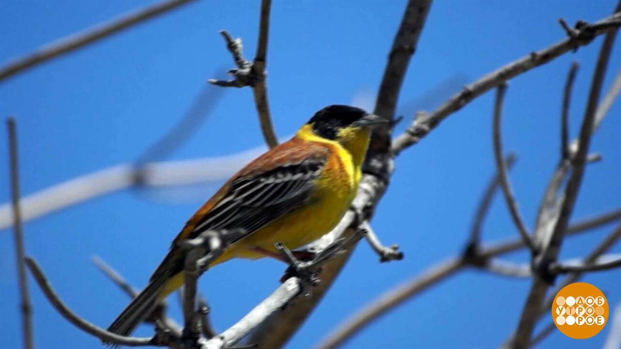 С днем рождения, Байкальский заповедник! Доброе утро. Фрагмент выпуска от 26.09.2025