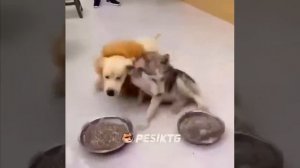 ⚡ Вы всё ещё не подписаны на Pesik?