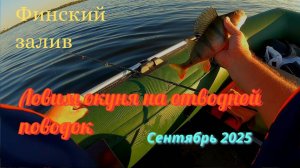 Ловим на отводной поводок окуня. Финский залив. Пляж "Дюны".