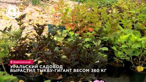 Секреты выращивания самой большой тыквы на Урале