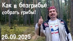 Как в безгрибье собрать грибы. 26.09.2025