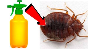 Как избавиться от клопов за 3 минуты в доме.!!!.