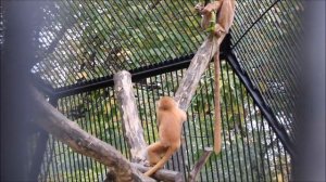 Яванские лангуры тоже запрятались в будку от холода и только смелые остались на улице 24.09.2025