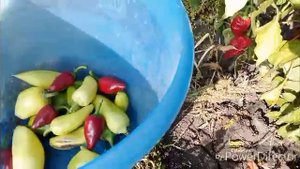 ВСЁ, осталась одна капуста.